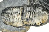 Two Huge Phacopid (Drotops) Trilobite - Issoumour, Morocco #365712-1